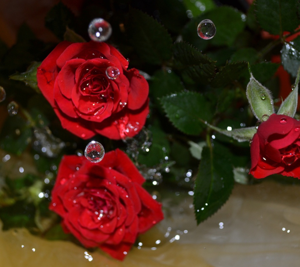 Drops on roses wallpaper 960x854