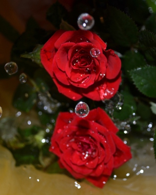 Drops on roses - Obrázkek zdarma pro 480x800