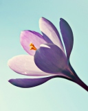 Crocus Flower screenshot #1 128x160