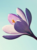 Crocus Flower screenshot #1 132x176