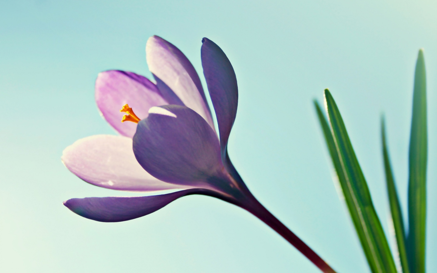 Fondo de pantalla Crocus Flower 1440x900