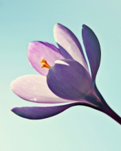 Crocus Flower wallpaper 176x220