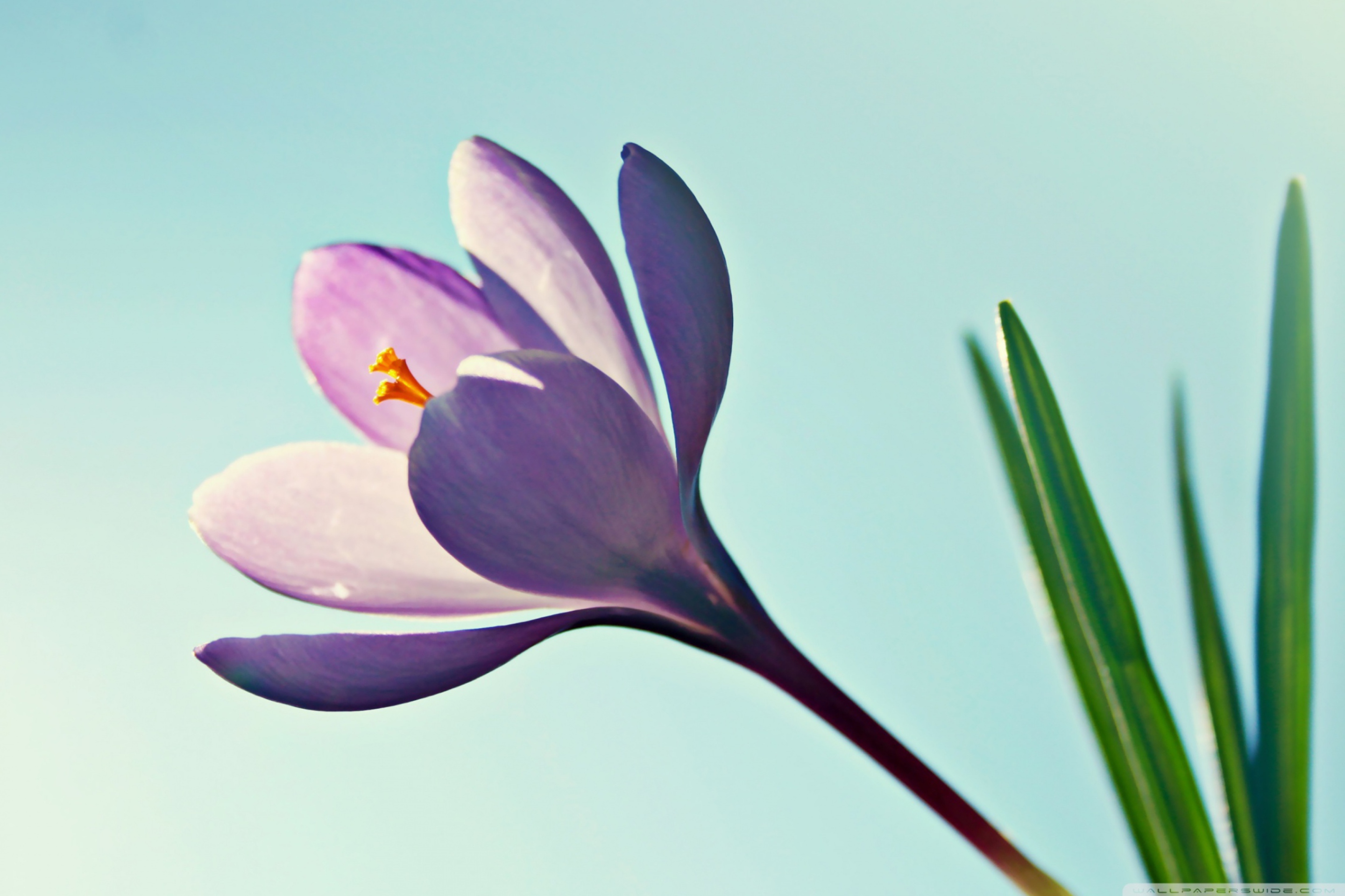 Обои Crocus Flower 2880x1920