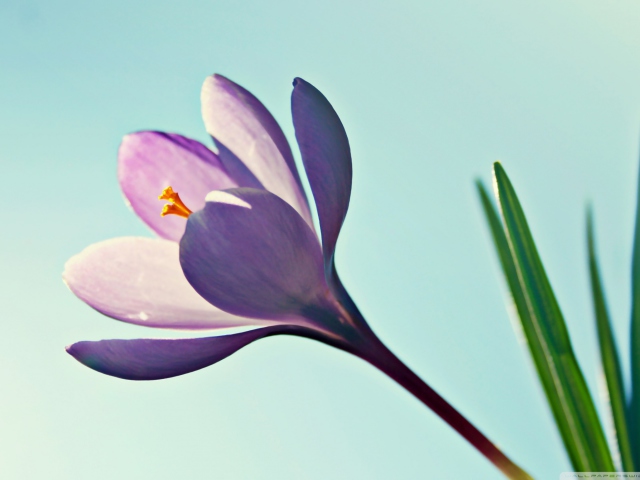 Crocus Flower wallpaper 640x480