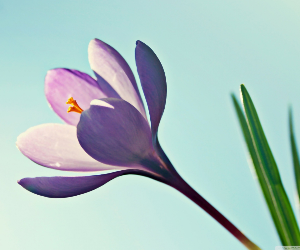 Crocus Flower screenshot #1 960x800