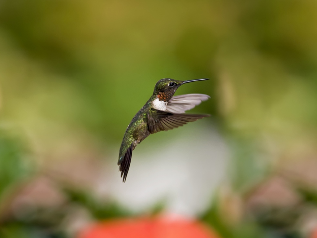 Sfondi Hummingbird 1024x768