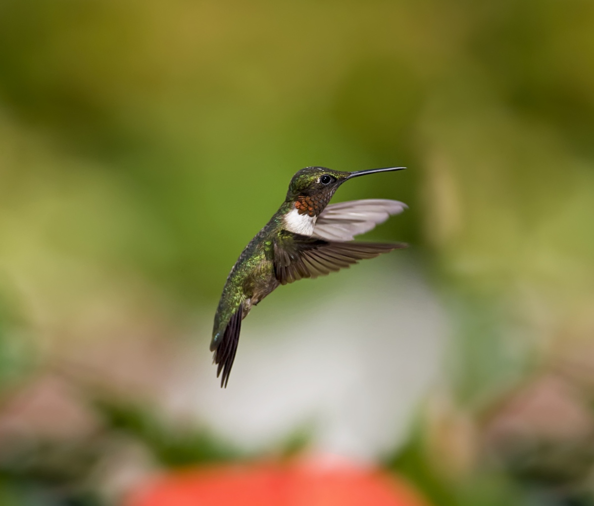 Sfondi Hummingbird 1200x1024