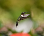 Sfondi Hummingbird 176x144