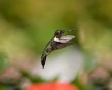 Hummingbird screenshot #1 220x176
