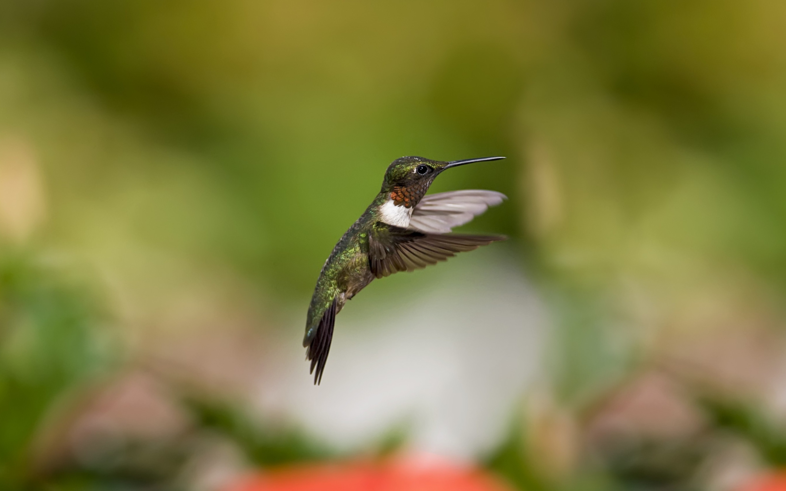 Обои Hummingbird 2560x1600