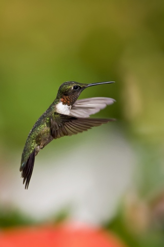 Hummingbird screenshot #1 320x480