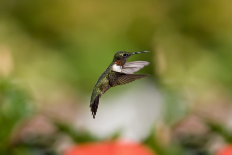 Hummingbird screenshot #1 480x320