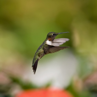 Hummingbird - Obrázkek zdarma pro iPad