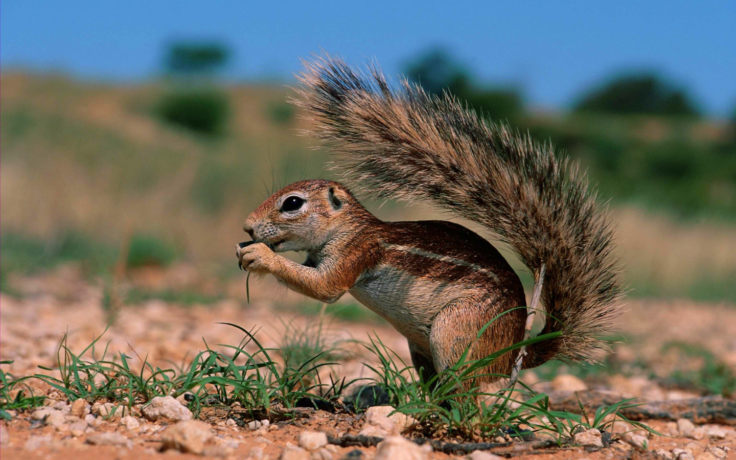 Sfondi Chipmunk HQ 1440x900