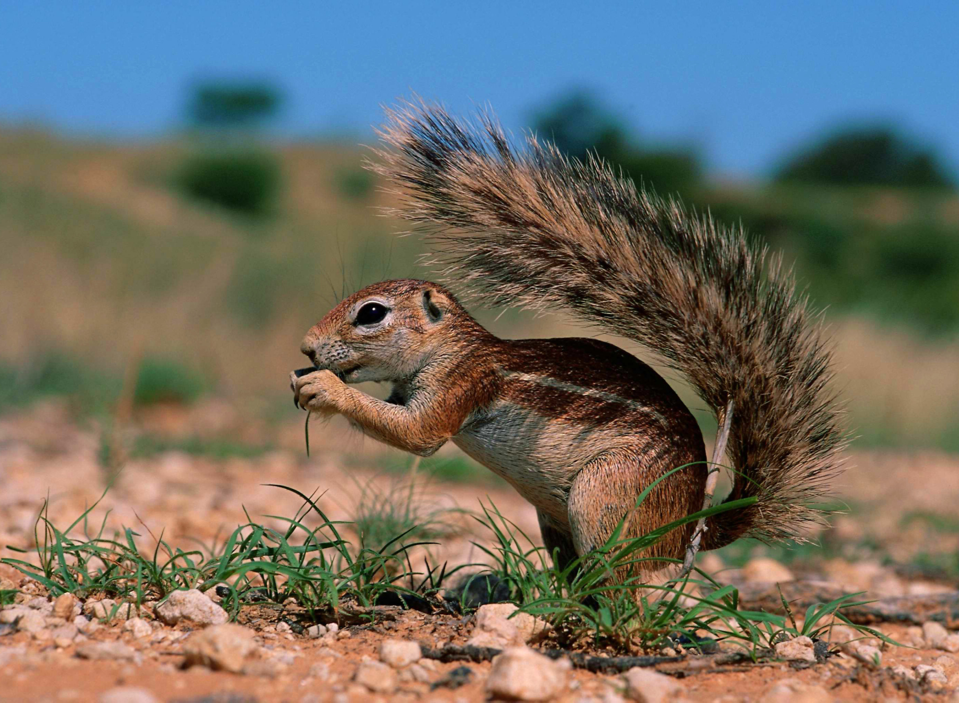 Chipmunk HQ screenshot #1 1920x1408