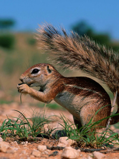 Sfondi Chipmunk HQ 240x320