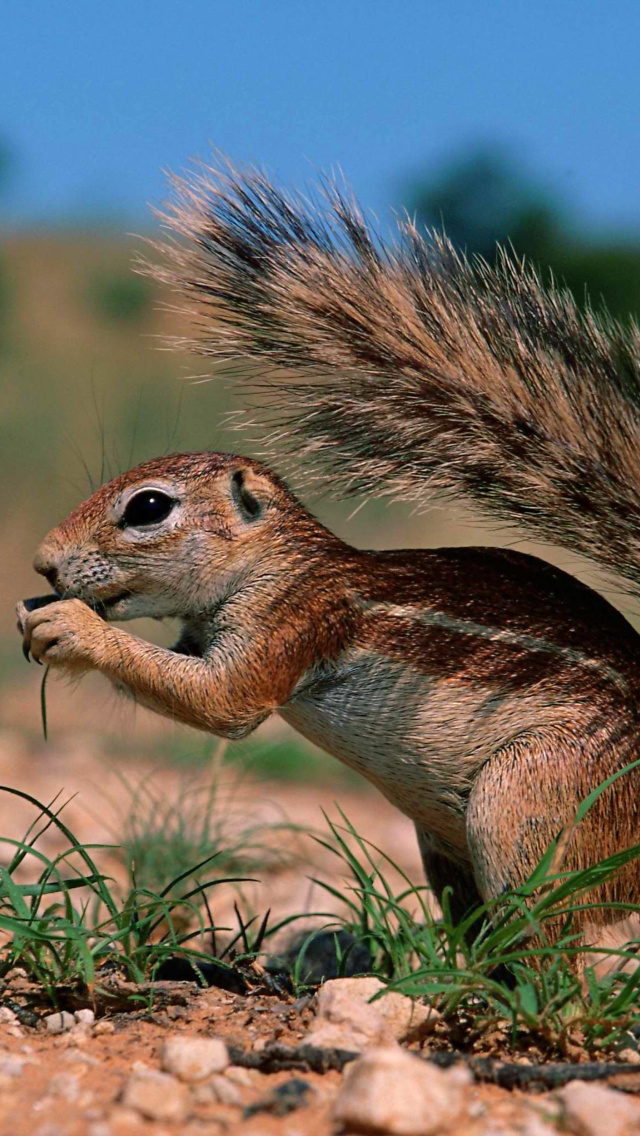 Sfondi Chipmunk HQ 640x1136