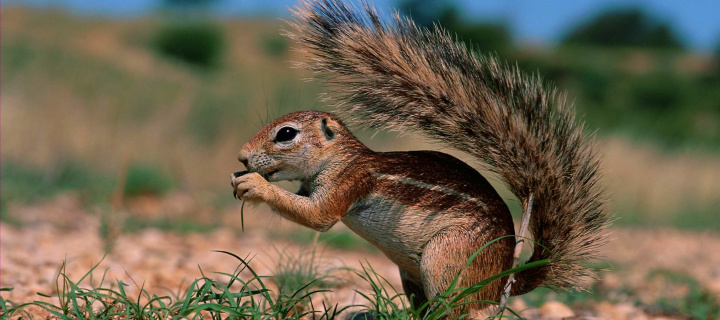 Chipmunk HQ wallpaper 720x320