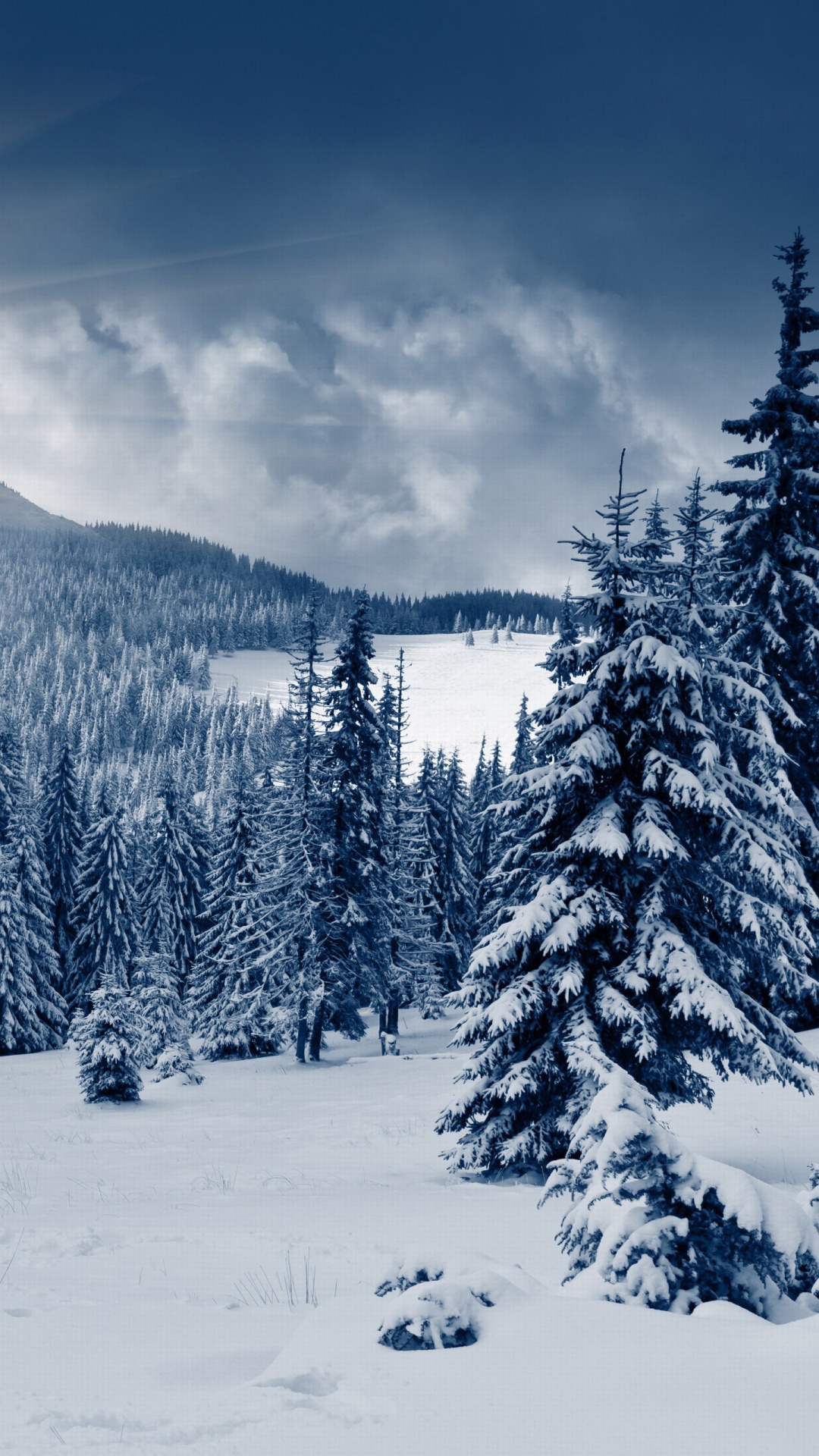 Spruces in Winter Forest Wallpaper for 1080x1920