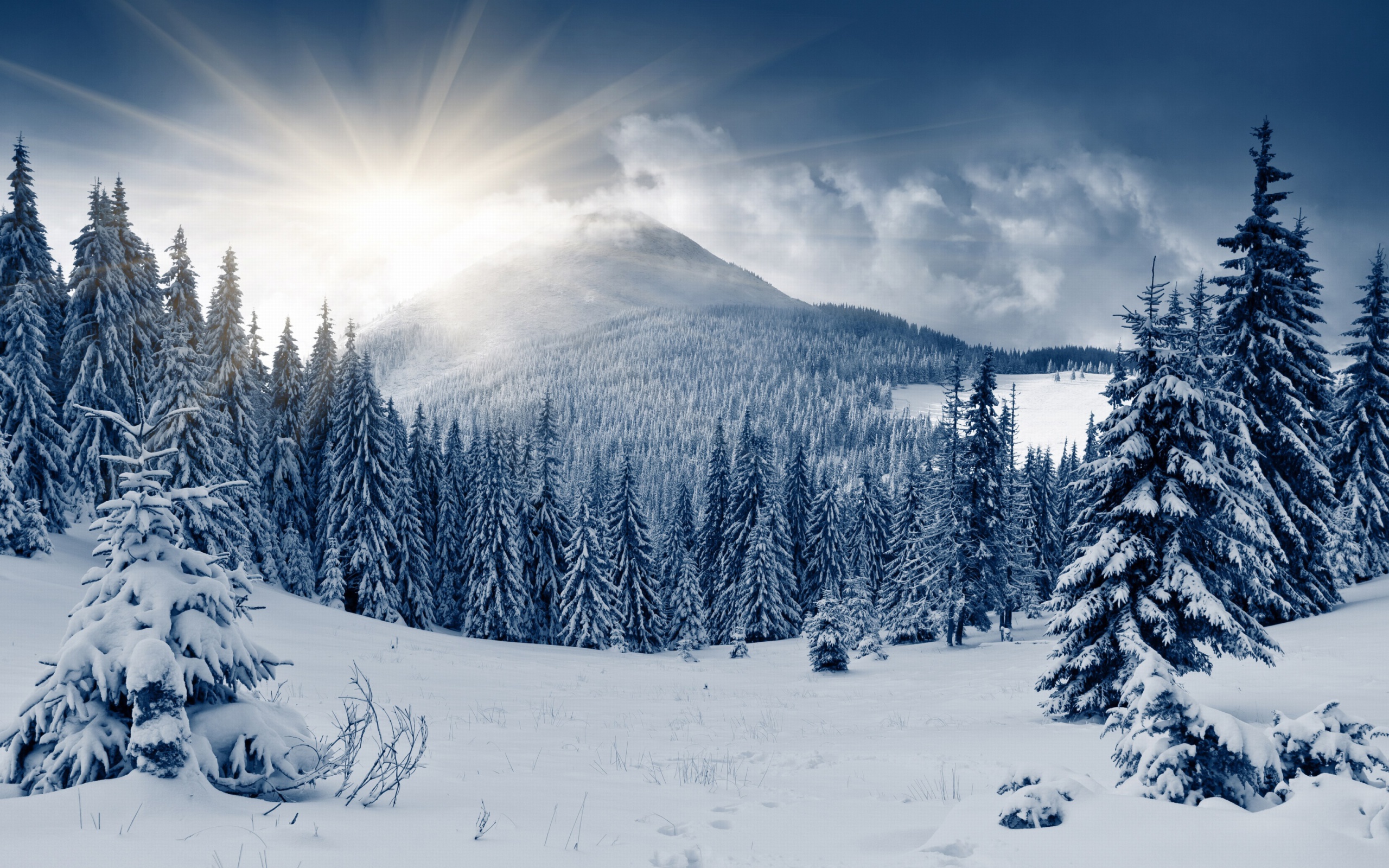 Spruces in Winter Forest wallpaper 2560x1600