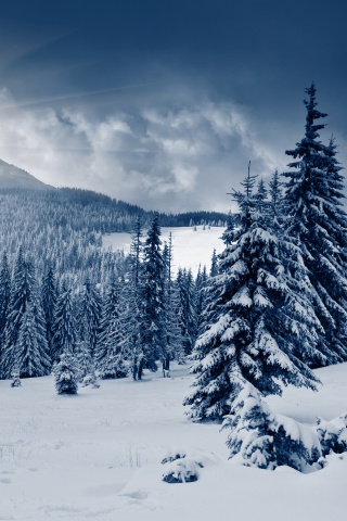 Fondo de pantalla Spruces in Winter Forest 320x480
