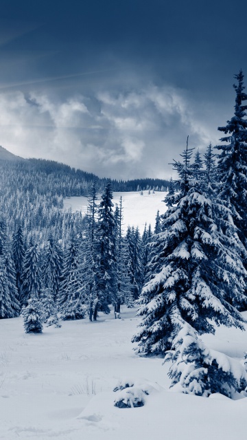Fondo de pantalla Spruces in Winter Forest 360x640
