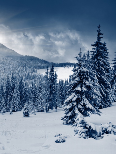 Обои Spruces in Winter Forest 480x640