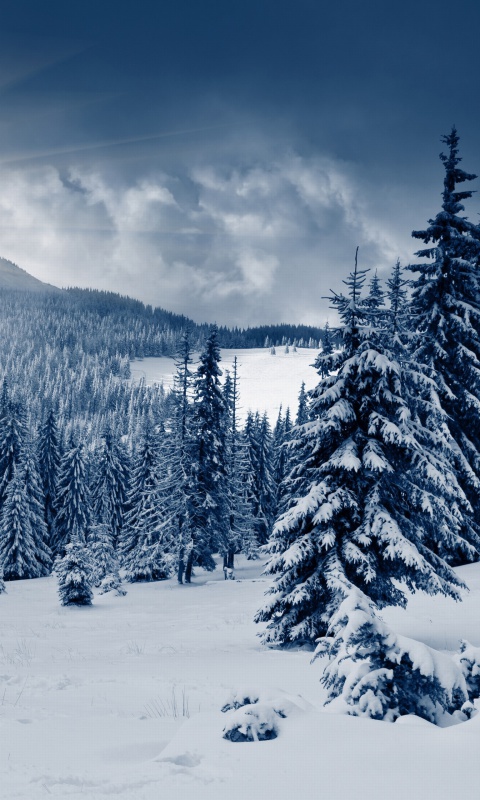 Spruces in Winter Forest wallpaper 480x800