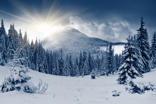Spruces in Winter Forest Wallpaper for Android, iPhone and iPad