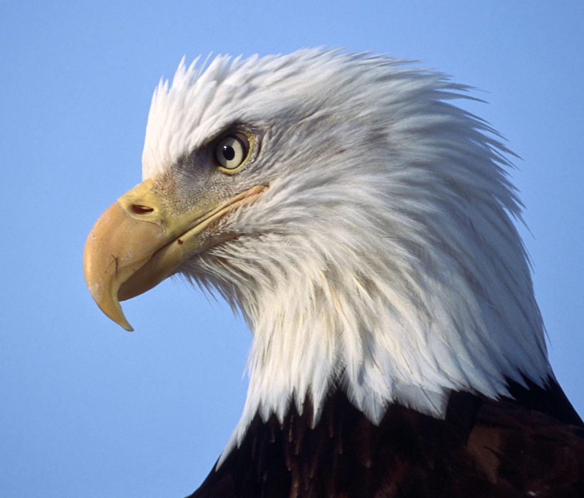 Eagle wallpaper 1200x1024