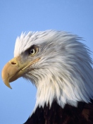Eagle screenshot #1 132x176