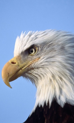 Eagle wallpaper 240x400