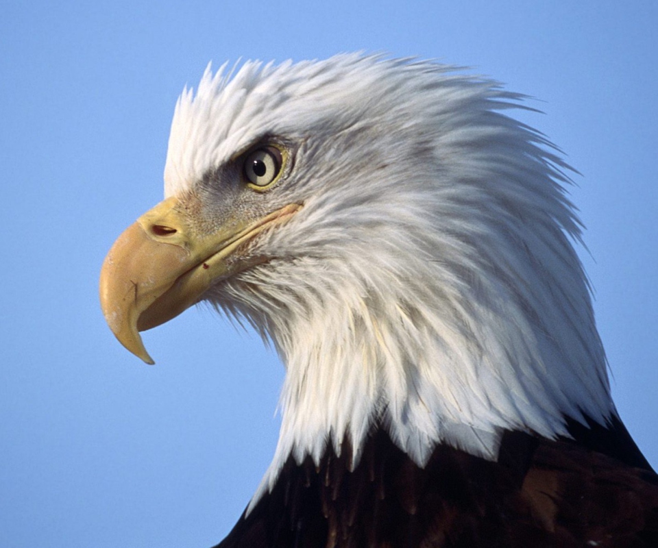 Eagle wallpaper 960x800