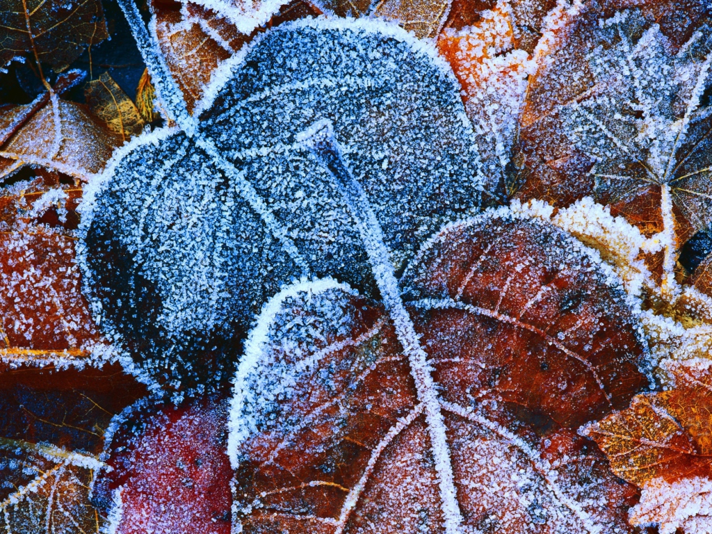 Das Frosty Autumn Leaves Wallpaper 1024x768