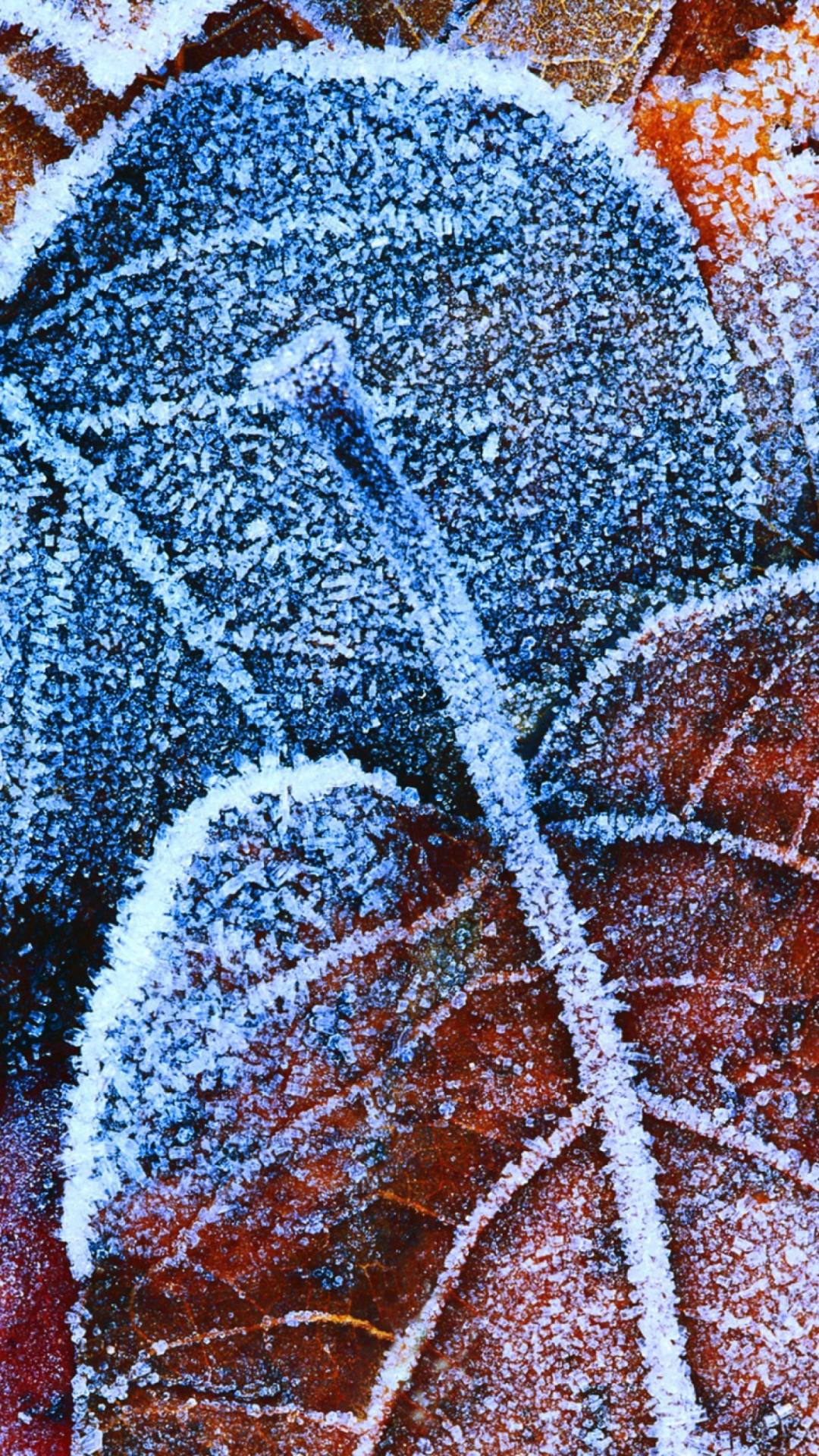 Обои Frosty Autumn Leaves 1080x1920
