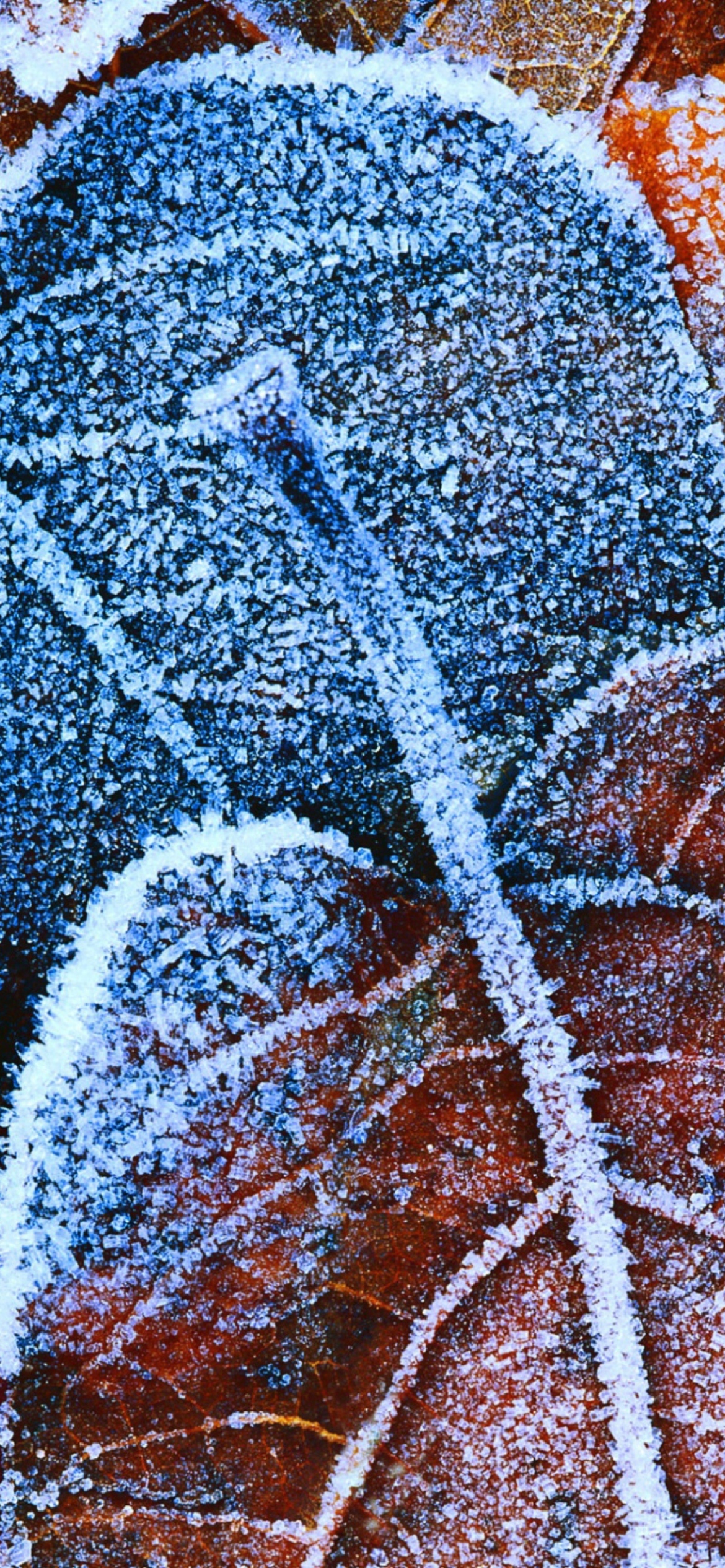 Das Frosty Autumn Leaves Wallpaper 1170x2532