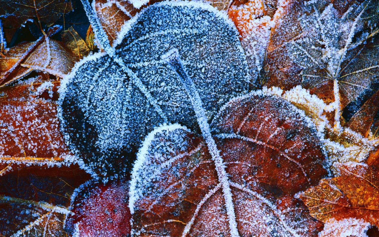 Frosty Autumn Leaves wallpaper 1280x800