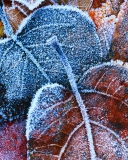 Das Frosty Autumn Leaves Wallpaper 128x160