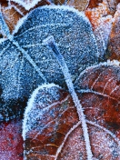 Frosty Autumn Leaves wallpaper 132x176