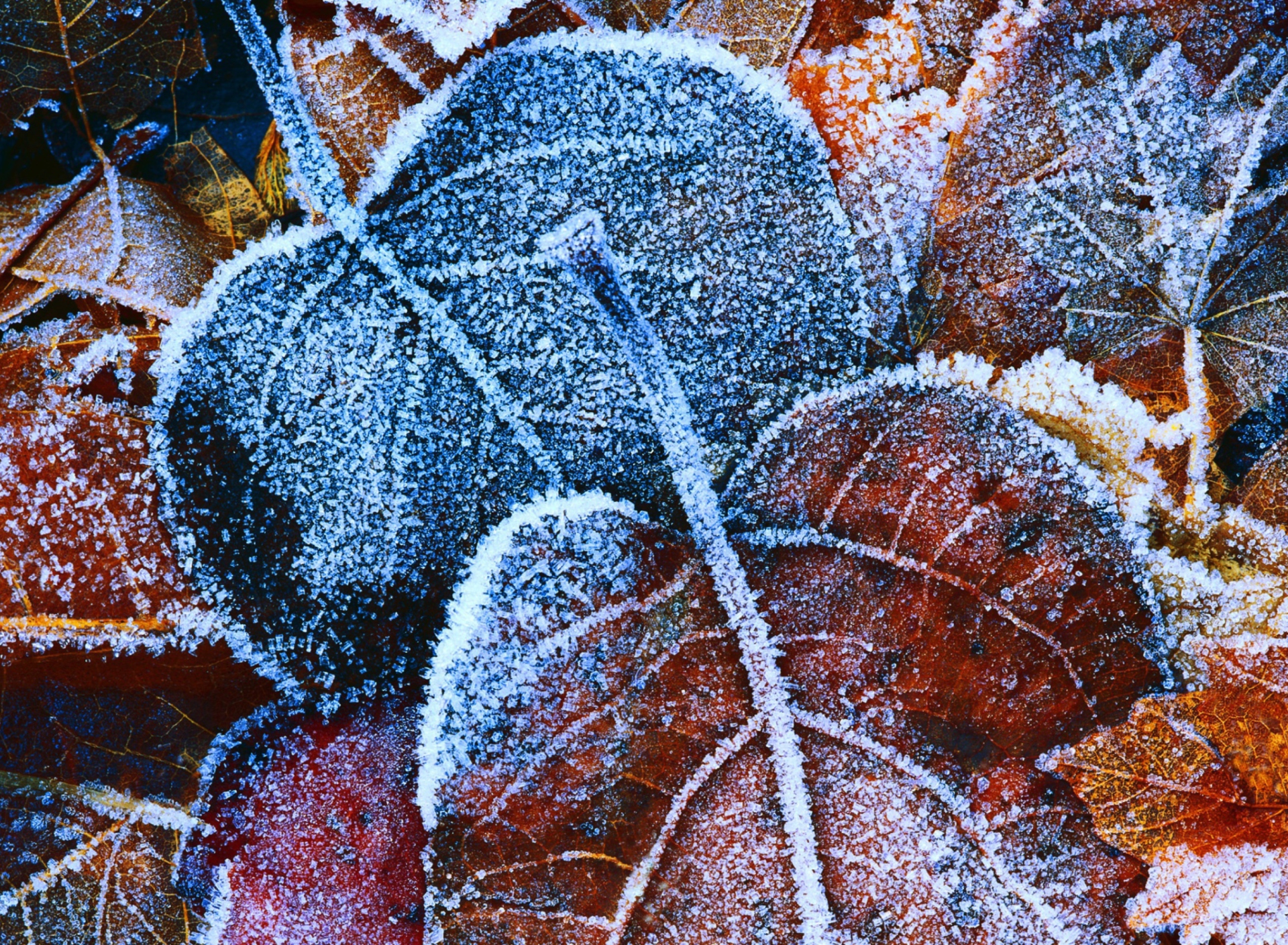 Обои Frosty Autumn Leaves 1920x1408