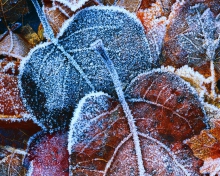 Frosty Autumn Leaves wallpaper 220x176