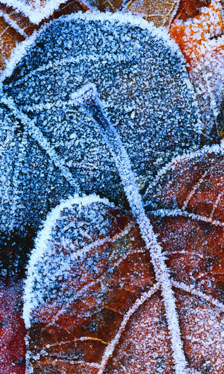 Frosty Autumn Leaves wallpaper 768x1280