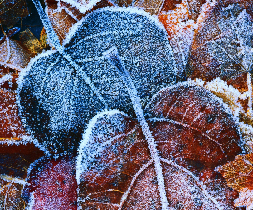 Fondo de pantalla Frosty Autumn Leaves 960x800