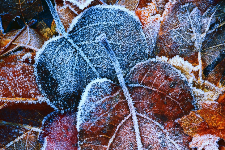 Frosty Autumn Leaves wallpaper