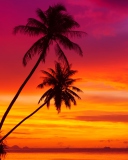 Fondo de pantalla Amazing Pink And Orange Tropical Sunset 128x160