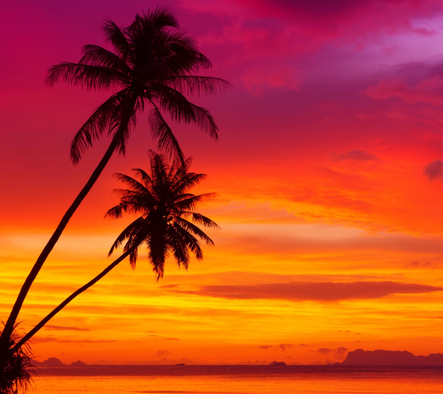 Sfondi Amazing Pink And Orange Tropical Sunset 1440x1280