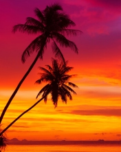 Amazing Pink And Orange Tropical Sunset screenshot #1 176x220