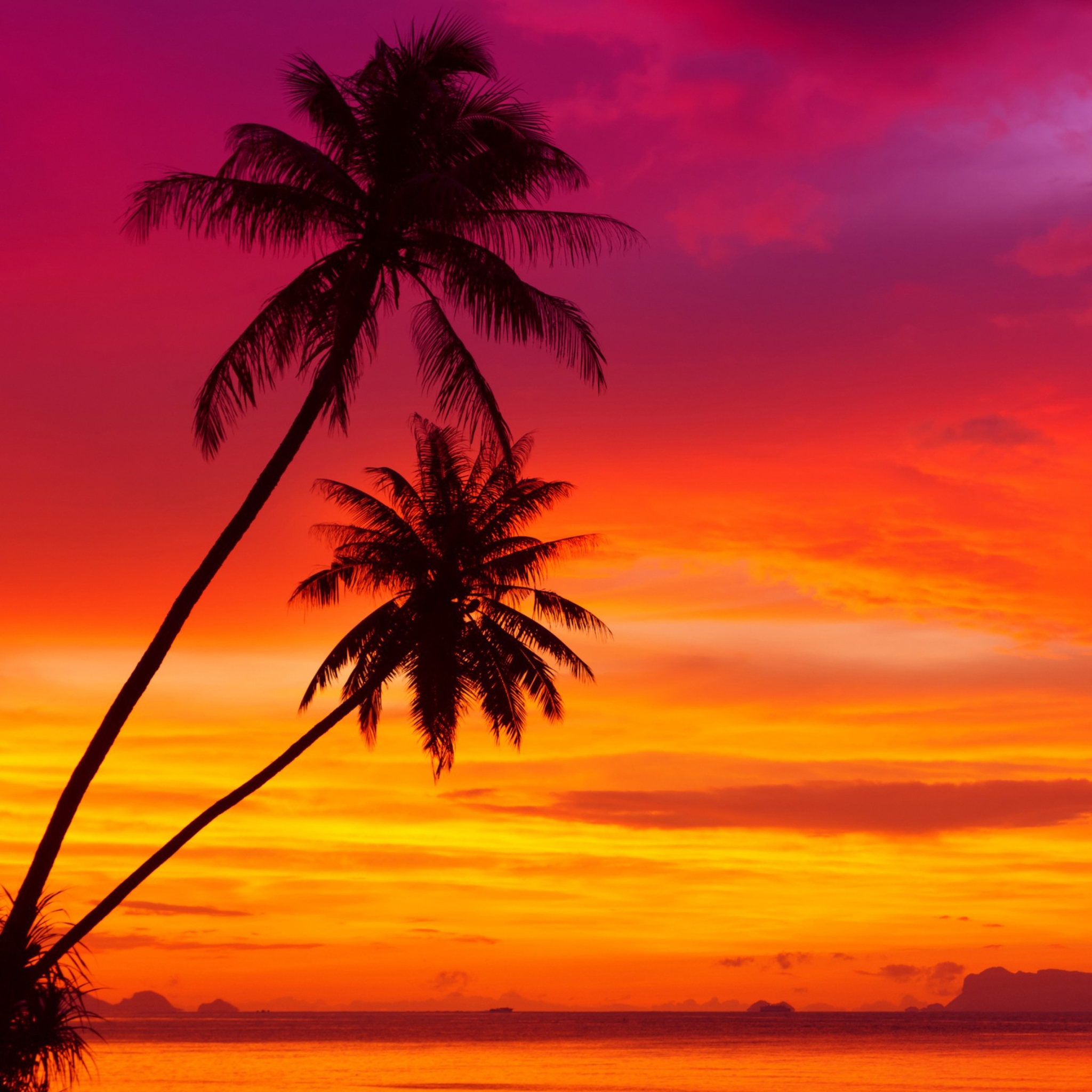 Das Amazing Pink And Orange Tropical Sunset Wallpaper 2048x2048