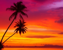Amazing Pink And Orange Tropical Sunset wallpaper 220x176