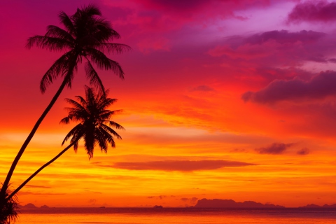 Amazing Pink And Orange Tropical Sunset wallpaper 480x320